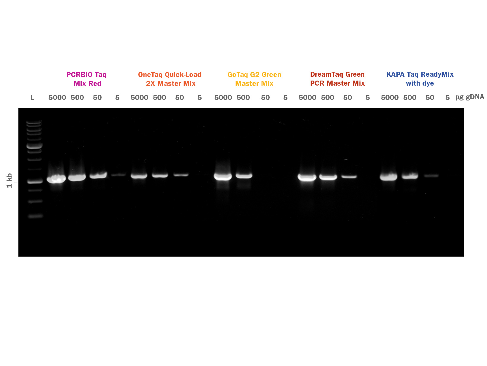 Gel image showing PCRBIO Taq Mix Red competitor comparison