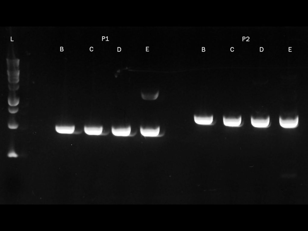 A gel image showing PCRBIO Ultra Polymerase successfully amplifying GC-rich templates of 69% and 71%